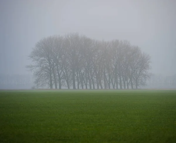 Champ Blé Vert Arbres Dans Brouillard — Photo