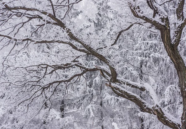 Kar Kış Park Ağaçlarda Bir Arka Plan Üzerinde Bitkilerde Şube — Stok fotoğraf