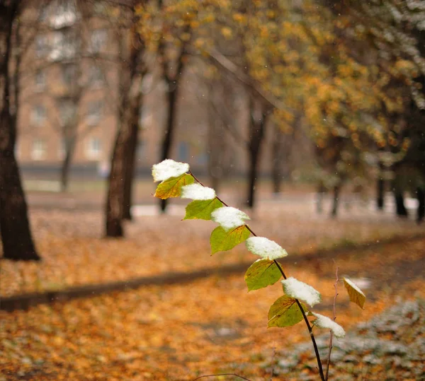 Zweige Von Pflanzen Mit Herbstlichem Laub Bedeckt Von Schnee — Stockfoto