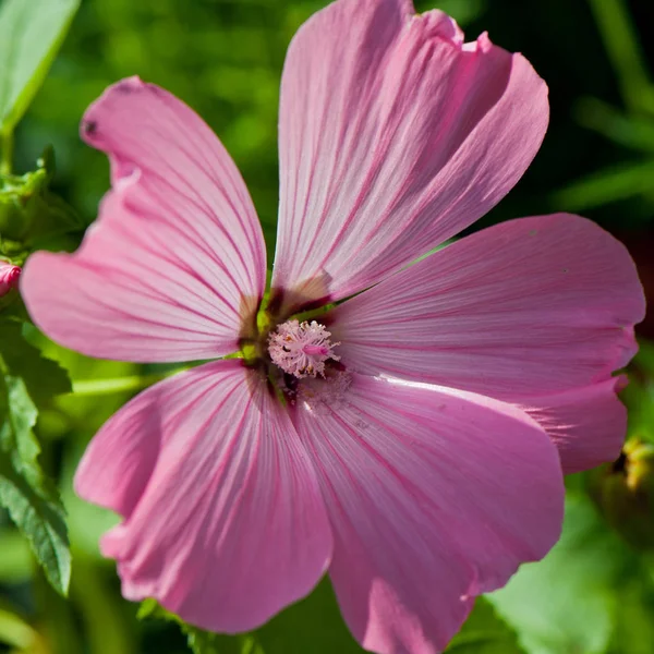 Roze Mallow Bloem Bloeien Tuin Zonnige Dag — Stockfoto