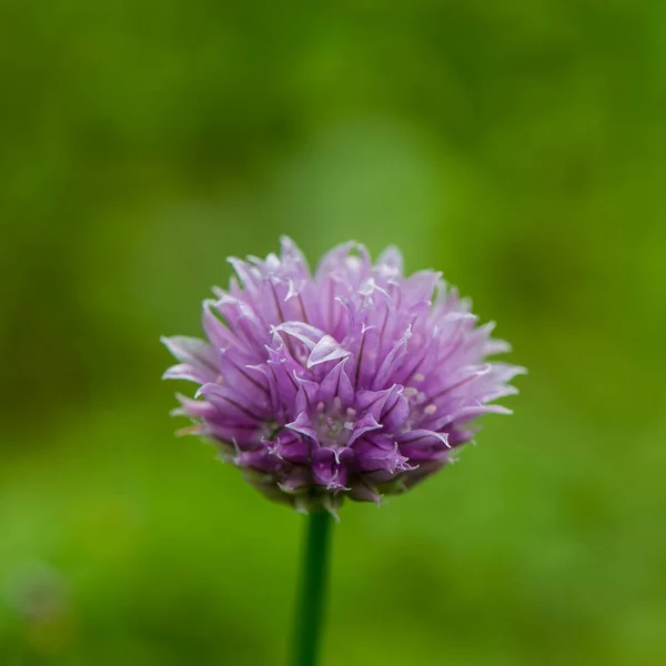 Fioletowy Kwiat Trawie Tle Ogród — Zdjęcie stockowe