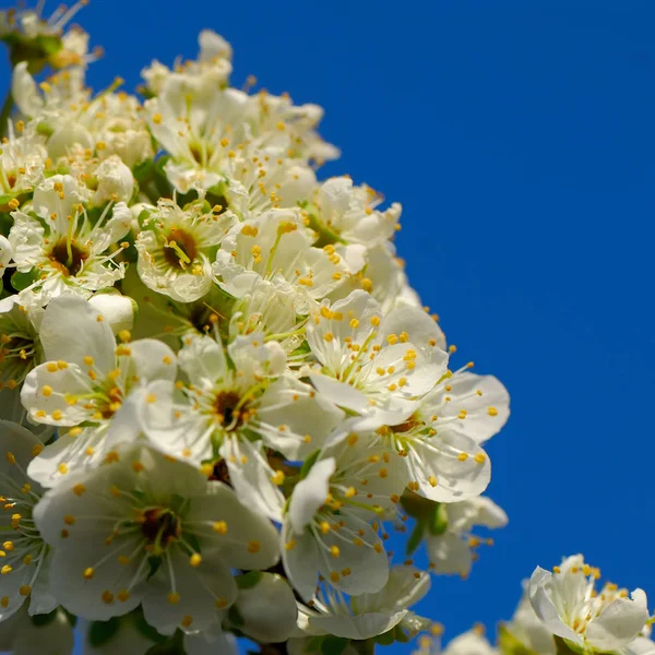 Fleurs Prunes Sur Fond Ciel Bleu — Photo