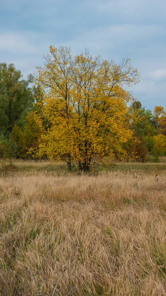 Landsbygdens Landskap Med Höstens Träd Skog Vertikal Panorama — Stockfoto