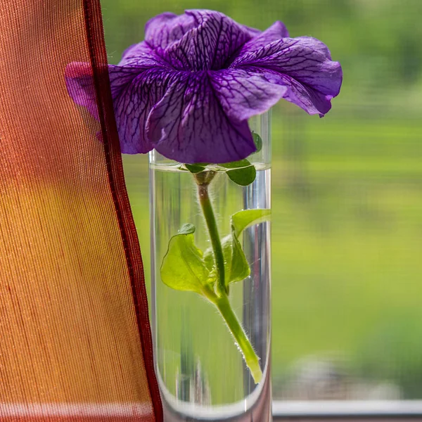 Lila Bloemen Een Vaas Tegen Een Raam — Stockfoto