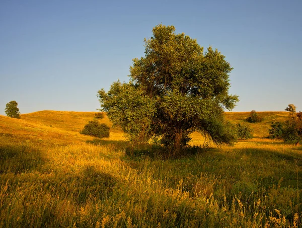 Krajobraz Drzew Górach Sezonie Letnim — Zdjęcie stockowe