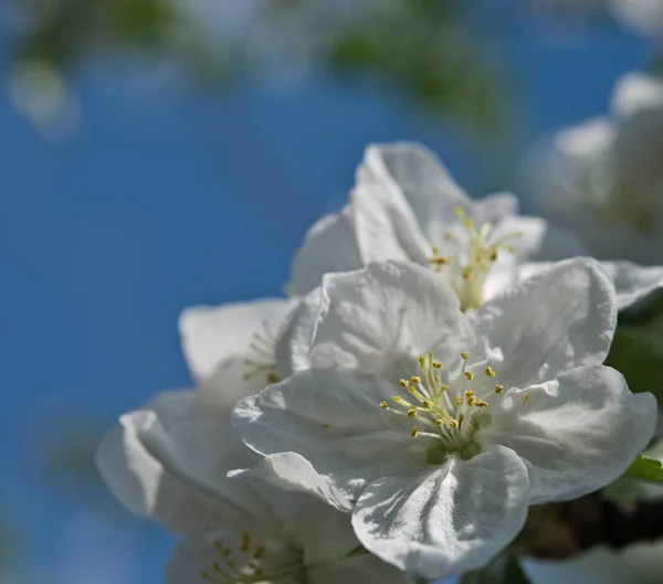 Apple Květiny Jarní Den — Stock fotografie