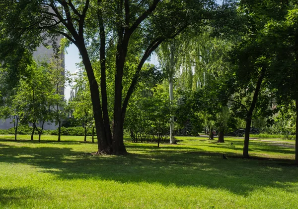 Trunks Trees Background Green Grass Park — Stock Photo, Image