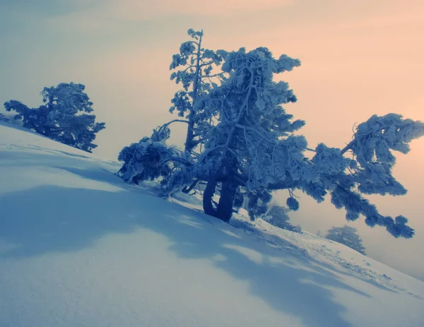 Vinter Landskap Tallar Täckta Snö Bergssluttning — Stockfoto