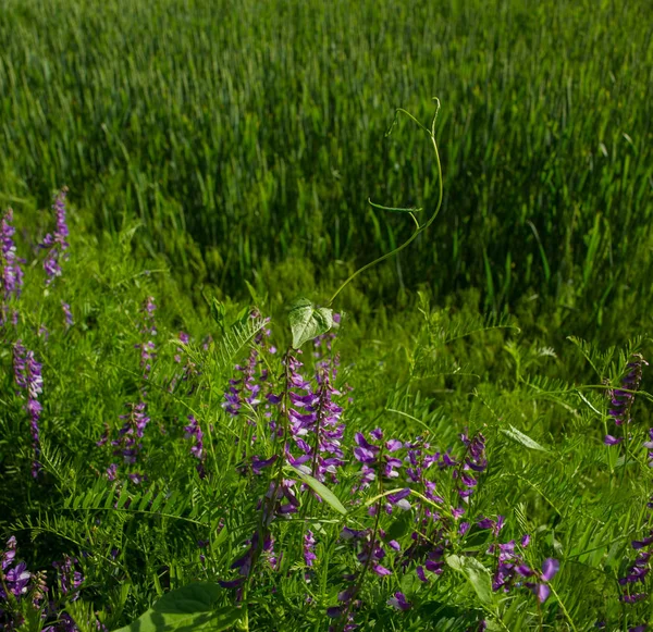 Hierba Campo Flores Púrpuras Sobre Fondo Borroso —  Fotos de Stock