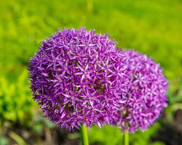 Topu Şekilli Çiçekler Bahçede Yeşil Bir Arka Plan Üzerinde — Stok fotoğraf