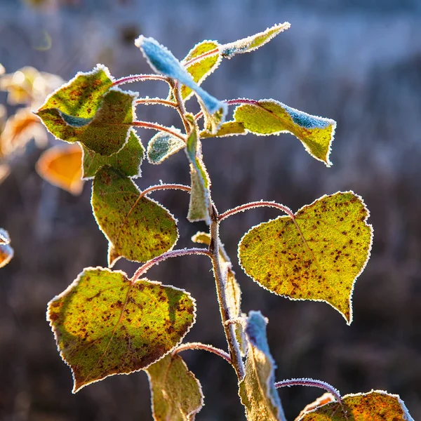 Zöld Levelek Borított Fagy Ködös Őszi Reggel — Stock Fotó