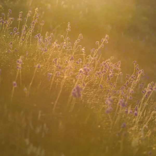Fleurs Sauvages Herbe Matin Sur Une Prairie Printemps Saison — Photo