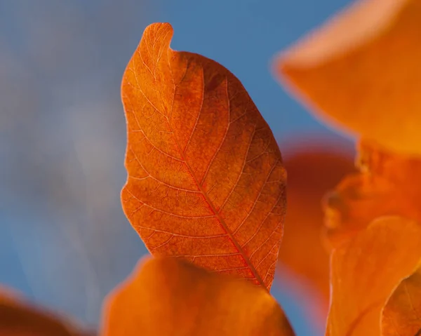 Autumn Leaves Park Sunny Day — Stock Photo, Image