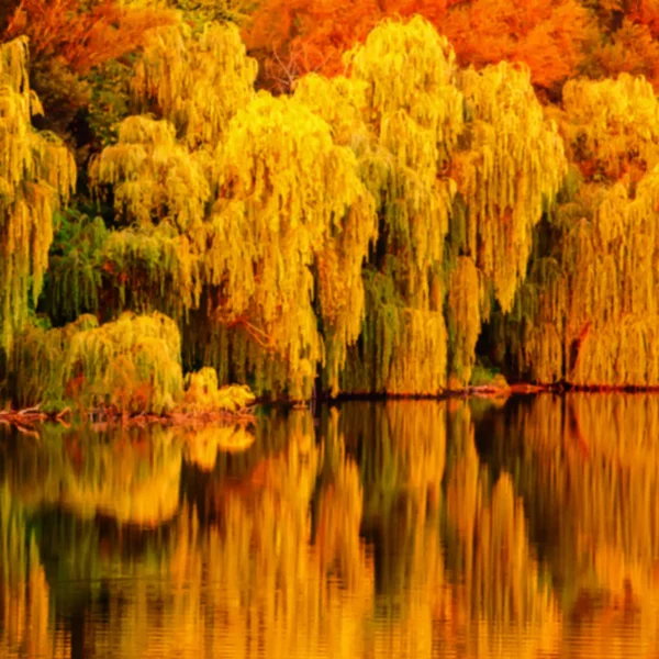 Unscharfer Hintergrund Herbstbäume Flussufer — Stockfoto