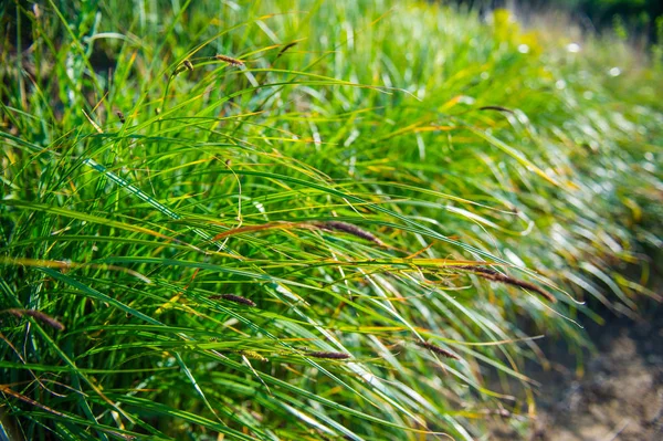 Grama Verde Fundo Desfocado Temporada Primavera — Fotografia de Stock