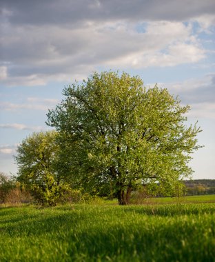 çiçekli ağaçlar gökyüzüne bir alanda karşı