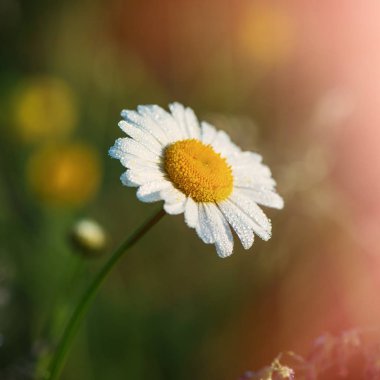 çiğ, bahar sezonu papatya çiçeği