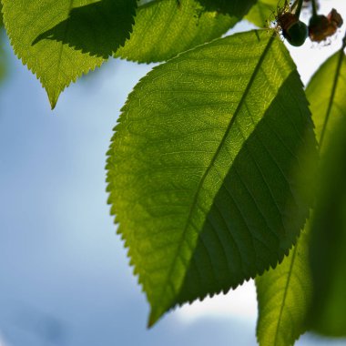 doğal zemin üzerine yeşil yaprak