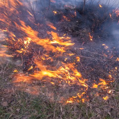yaprak döken orman yangında kuru ot yanıyormuş