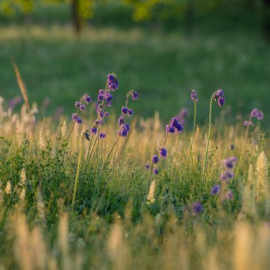 kır çiçekleri ve çim bir çayır sabahı bahar mevsimi