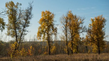 Sonbahar Orman ve kırsal kesimde bulutlar