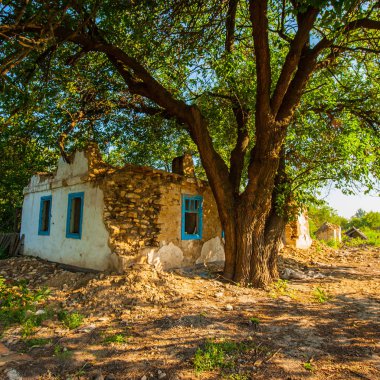 ağaç ve eski terk edilmiş evde
