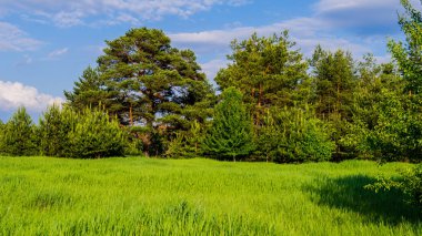 çam ağaçları ve çayır bahar peyzaj