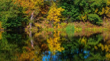 Sonbahar ahşap ve güneşli bir nehir