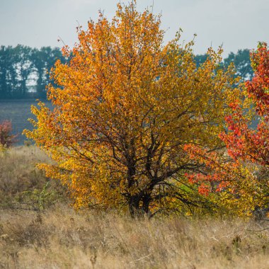 çölde sonbahar ağaçlar