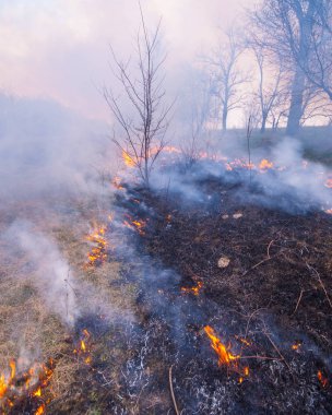yaprak döken orman yangında kuru ot yanıyormuş