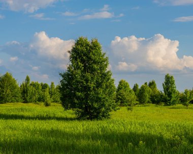 manzara genç ağaç bahar ve mavi gökyüzü