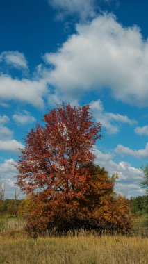 Yabani armut ağacı, sonbahar manzara panorama