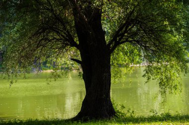 eski willow sandık gölet, Bahar sezonu silüeti