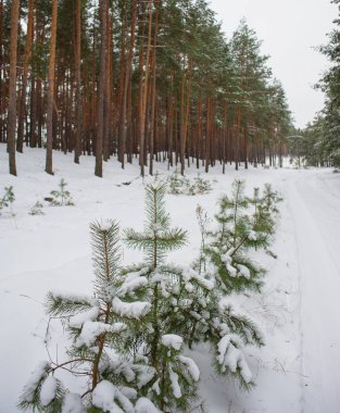 çam ormanı kış bulutlu havalarda, peyzaj