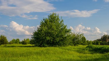 manzara ağacında bir orman ve bulutlar bahar mevsimi