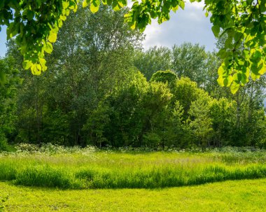 kırsal manzara orman ağaçları bahar