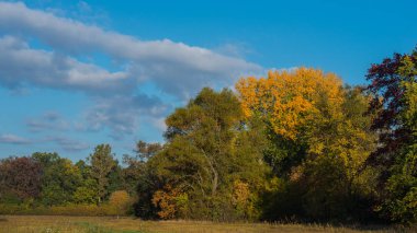 sonbahar manzara ağaçlar çayır ve bulutlar güneşli gün