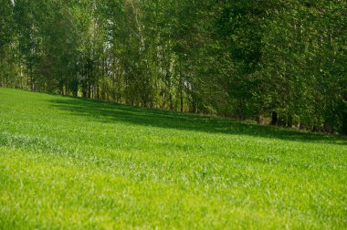 kırsal orman ve yeşil buğday alanında