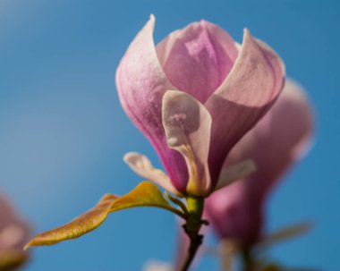 Manolya çiçek gökyüzü güneşli bir günde
