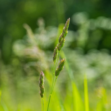 yeşil kulakları bitki ve çiğ damlaları yeşil bir arka plan üzerinde