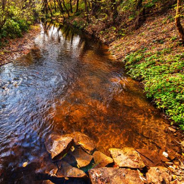 güneşli bir sonbahar Park nehir