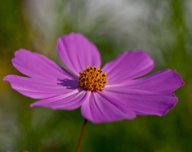 Bahçe, güneşli günde pembe dekoratif çiçek çiçeklenme