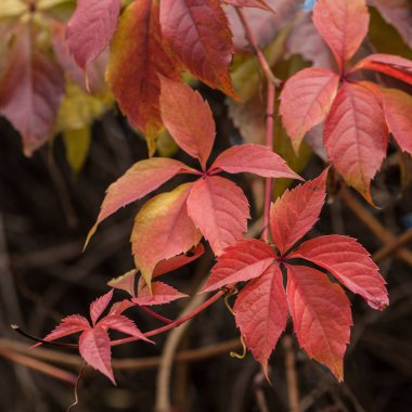 parkta güneşli bir sonbahar yaprakları
