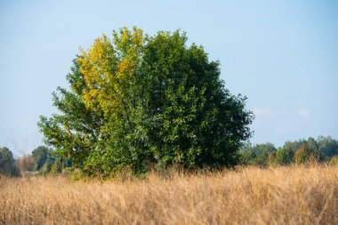 güneşli bir günde tek ağaç, sonbahar yatay