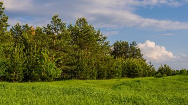 çam ağaçları ve çayır bahar peyzaj