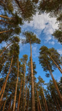 Çam ağaçları kış orman, dikey panorama gökyüzüne karşı