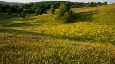tepeler ve yaprak döken orman, yaz sezonu manzara