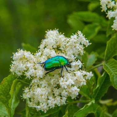 chafer böceği bahçede yeşil bir arka plan üzerinde bir çiçek üzerinde