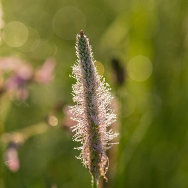 bahar mevsimi arka plan bulanık alan çiçek çiçeklenme