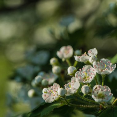 Önümüzdeki çiçekli alıç çiçekler üzerinde arka plan bulanık